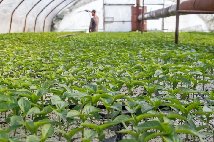 Praca w Holandii bez doświadczenia – najlepsze oferty na start