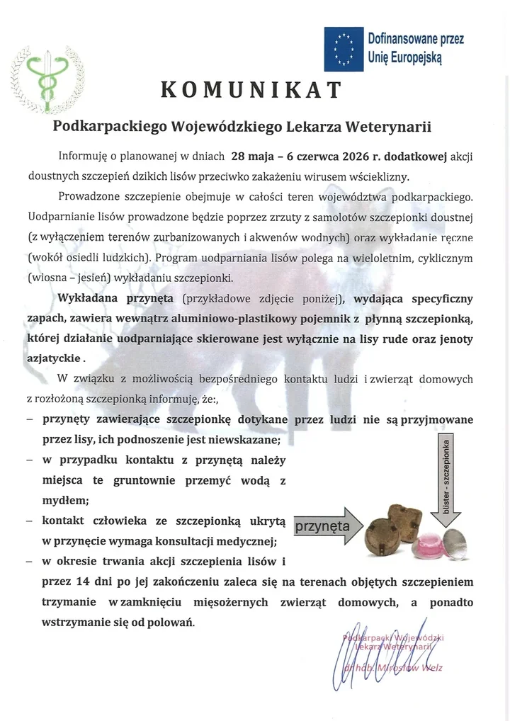 Dodatkowa akcja szczepień dzikich lisów ruszy w Podkarpackiem pod koniec maja