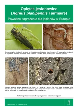 Groźny szkodnik jesionów jest coraz bliżej Polski