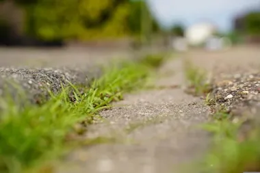 Opryski chwastów w Dębicy. ZUM podał listę ulic i możliwy termin