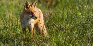 Szczepionki dla lisów także w powiecie dębickim. Przynęt nie wolno dotykać